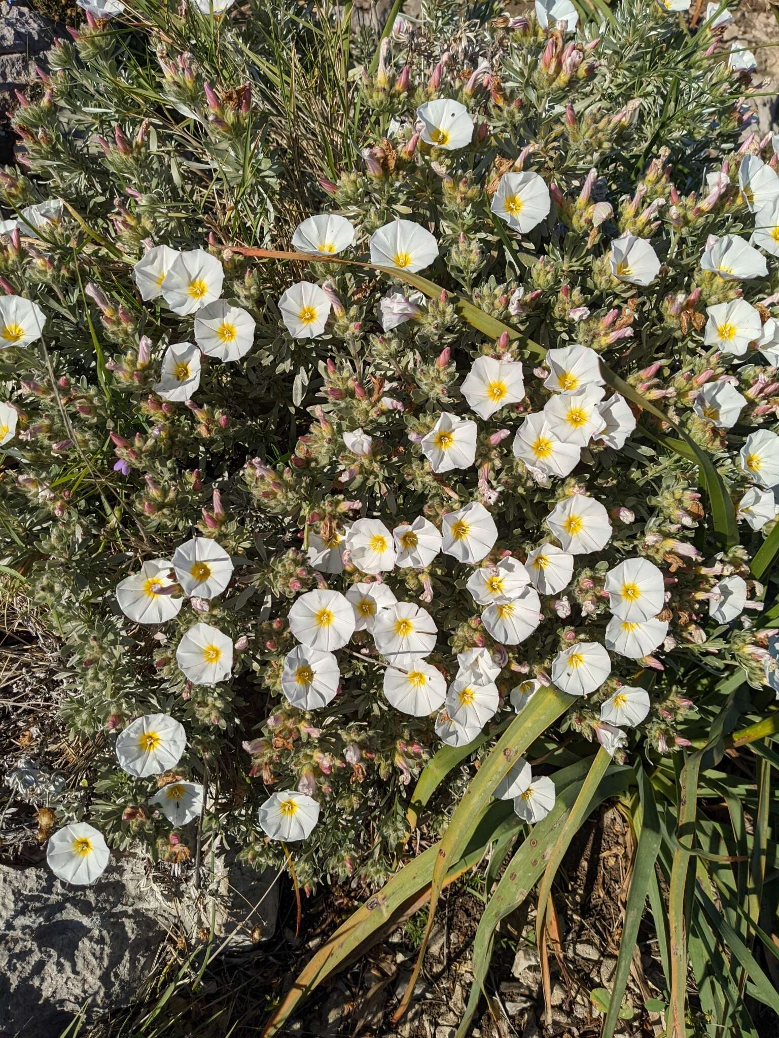 Image de Convolvulus cneorum L.