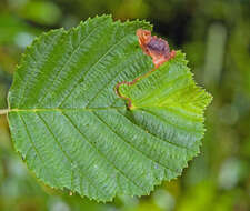 Image of Orchestes testaceus (Mueller & O. F. 1776)