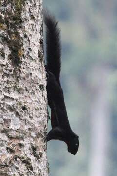 Image of Prevost's Squirrel