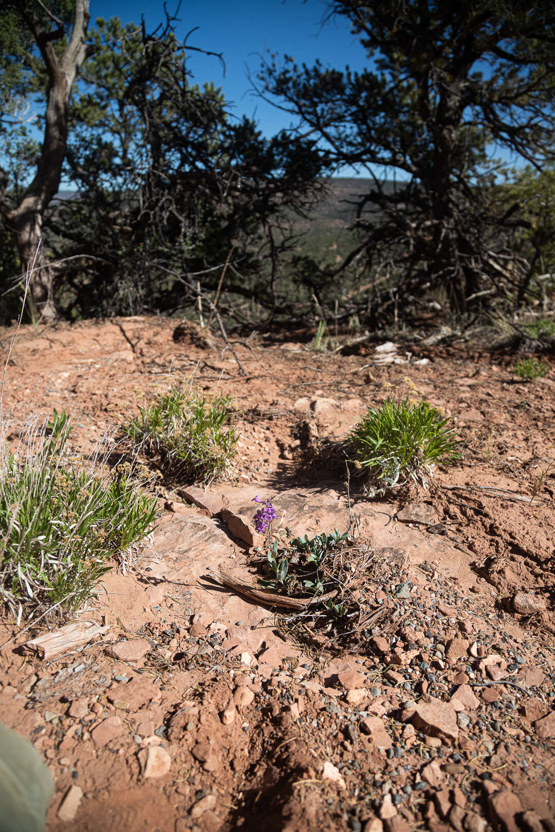 Image of Penstemon lentus var. lentus