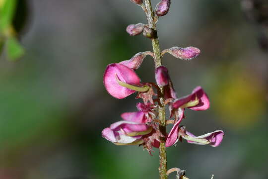 Image de Indigofera pseudotinctoria Matsum.