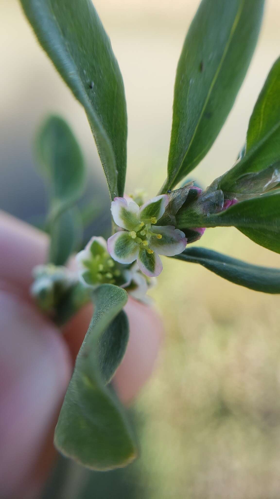 Image of Polygonum aviculare subsp. aviculare