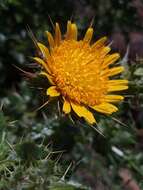 Image of Berkheya spinosissima subsp. spinosissima