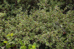 Слика од Arctostaphylos nummularia subsp. mendocinoensis (P. V. Wells) V. T. Parker, M. C. Vasey & J. E. Keeley