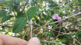 Image of Desmodieae