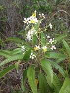 صورة Miconia bicolor (Mill.) Triana