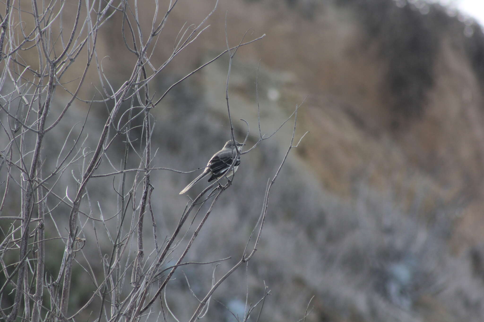 Image of Northern Mockingbird