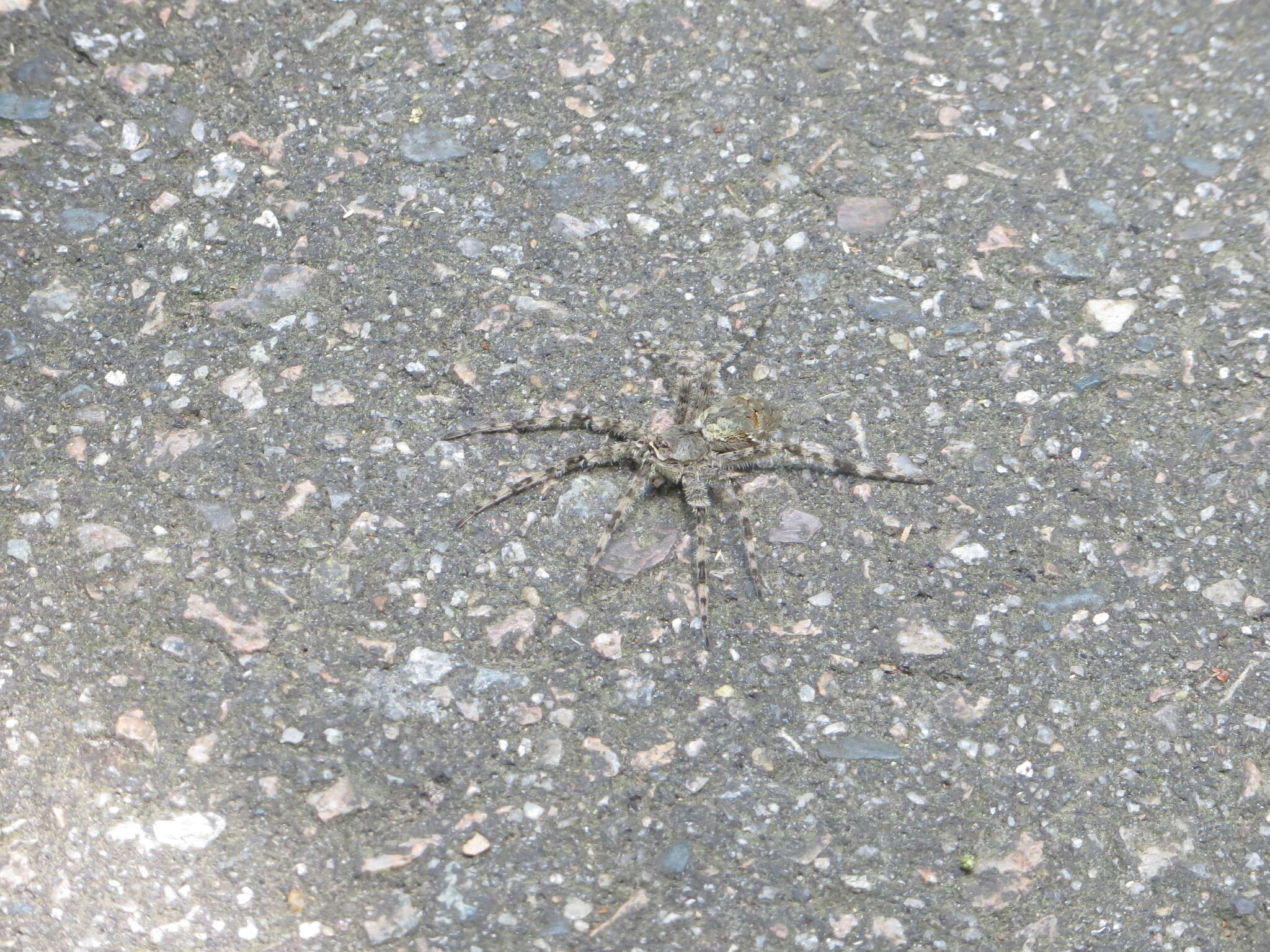 Image of Whitebanded Fishing Spider