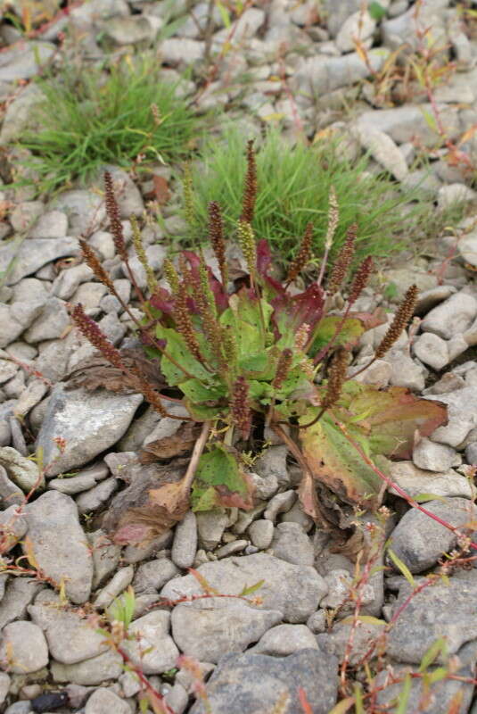 Plantago uliginosa F. W. Schmidt resmi