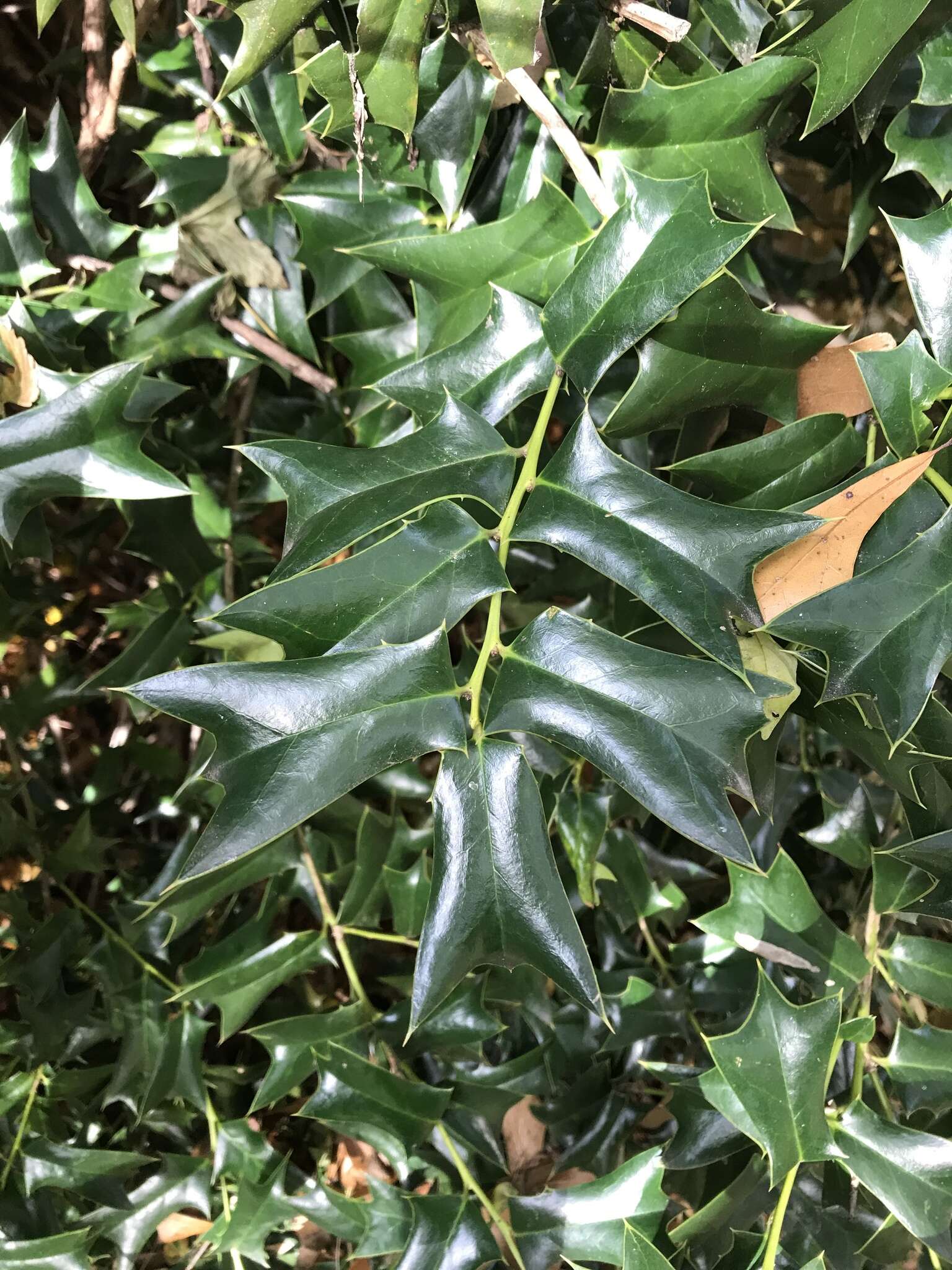 Image of Chinese holly