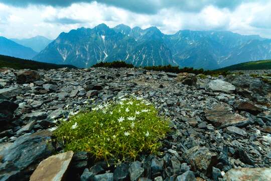 صورة <i>Stellaria <i>nipponica</i></i> var. nipponica