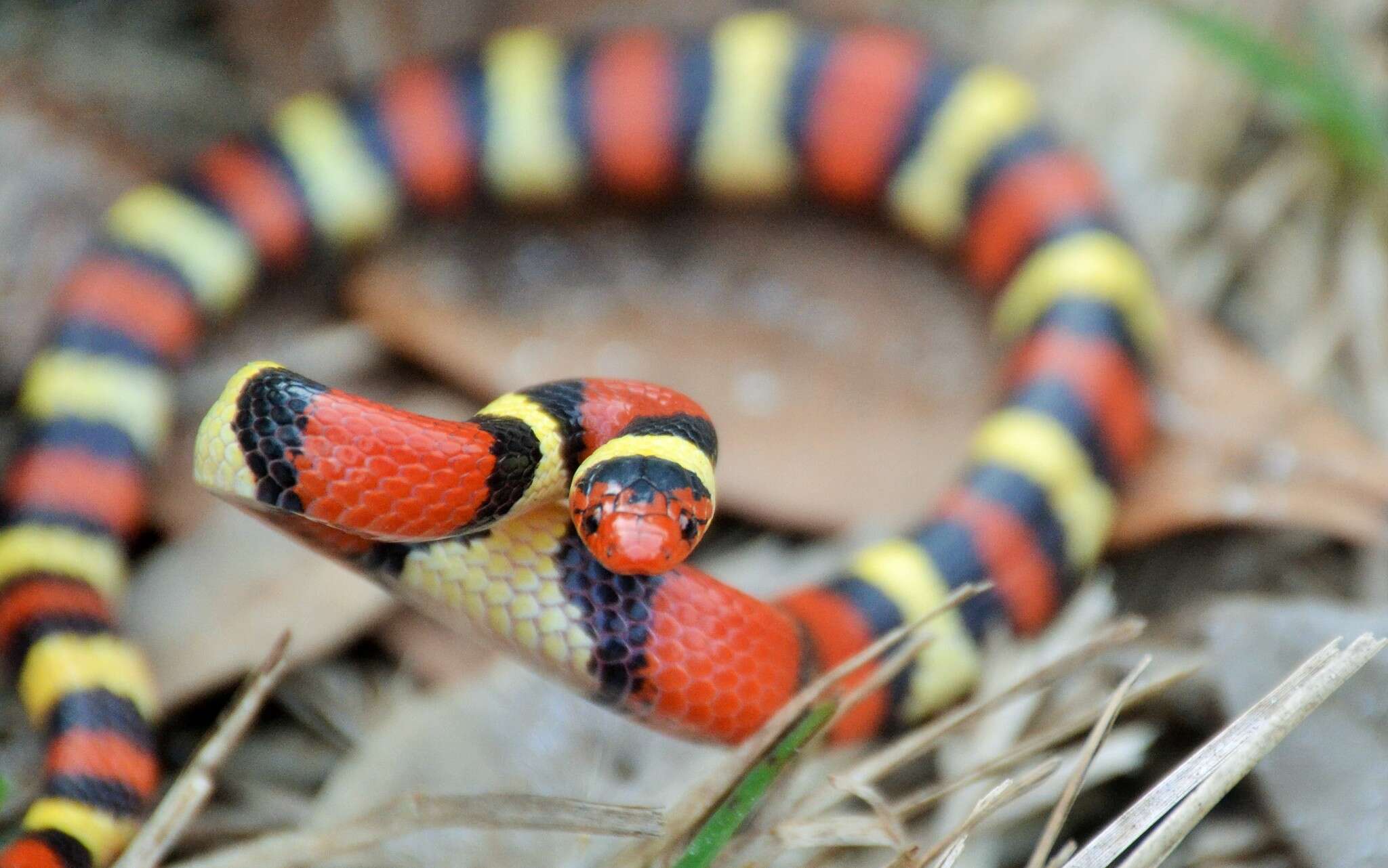 صورة Lampropeltis elapsoides (Holbrook 1838)