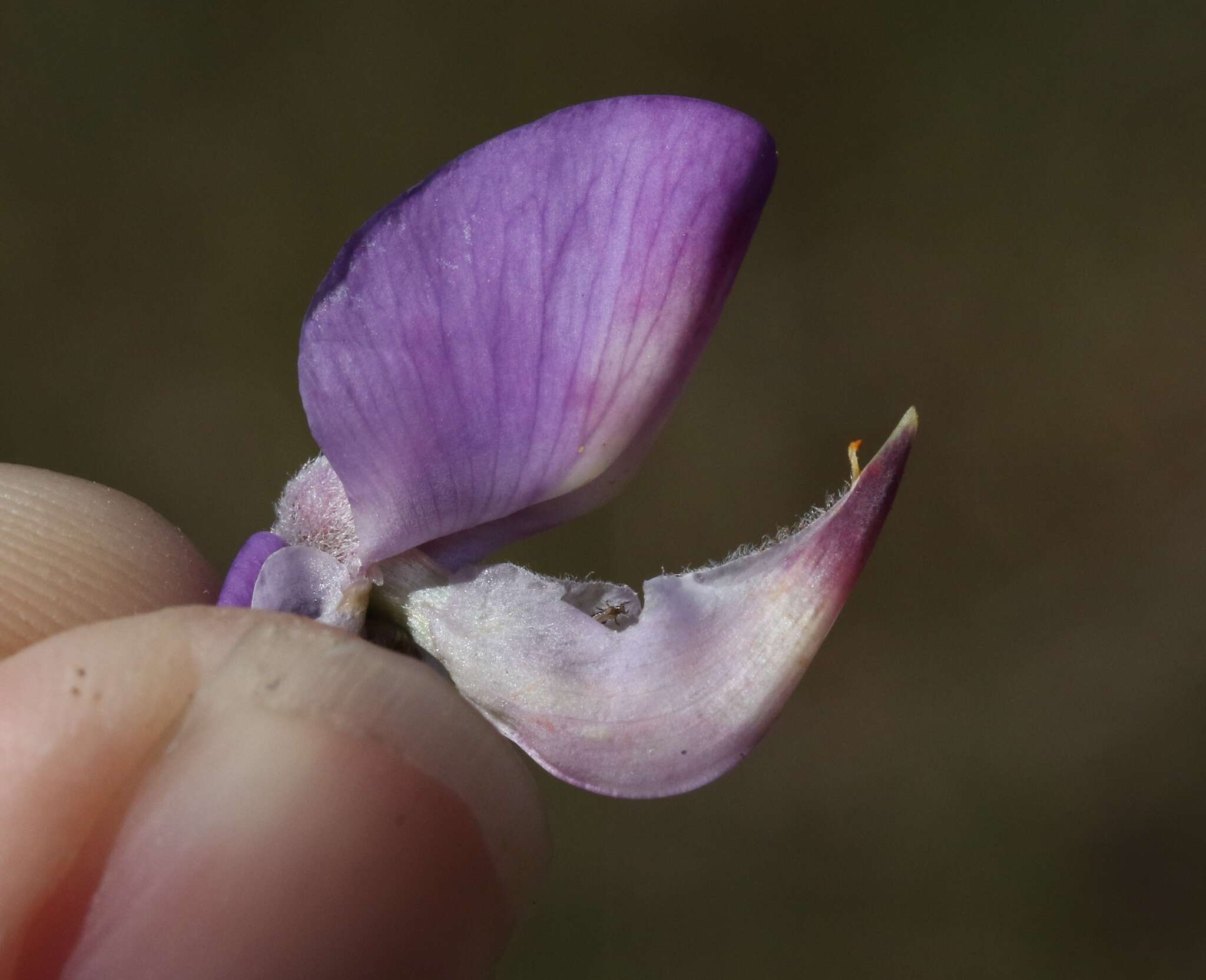 Imagem de Lupinus excubitus subsp. hallii (Abrams) D. B. Dunn