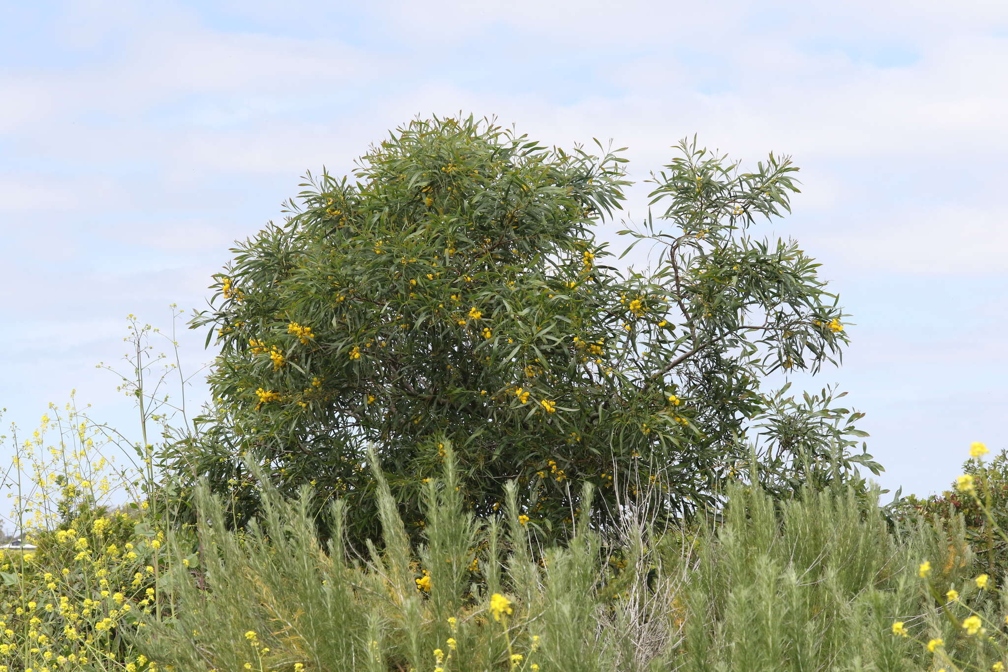 Image of orange wattle