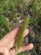 Imagem de Setaria viridis (L.) P. Beauv.