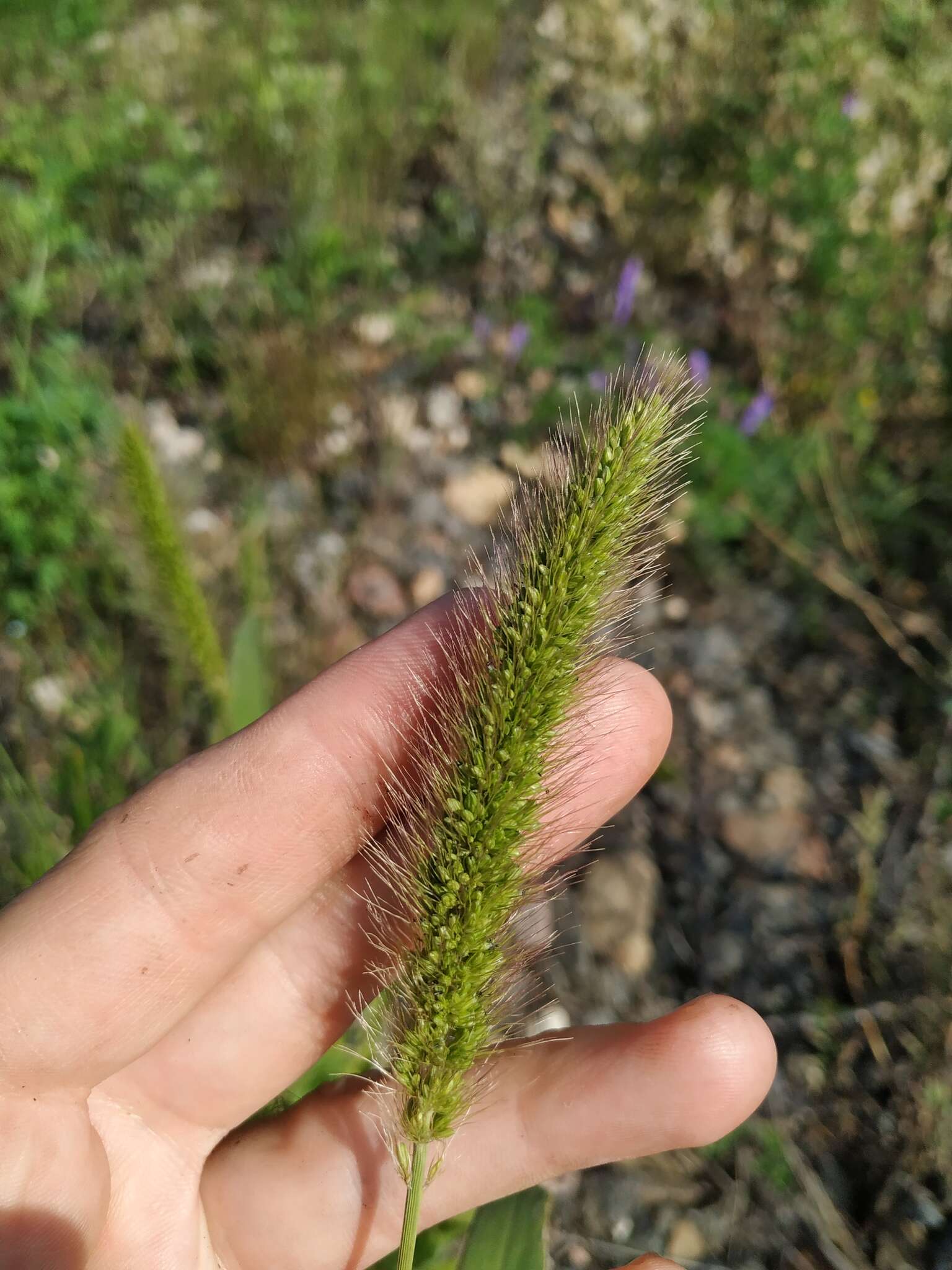 Imagem de Setaria viridis (L.) P. Beauv.