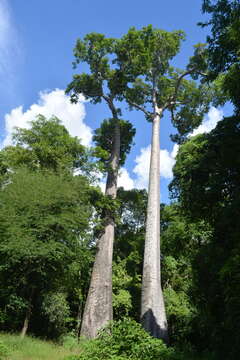 Image of Baobab