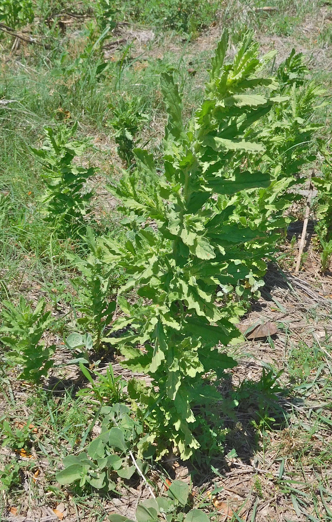 Image of Coulter's Woolwort