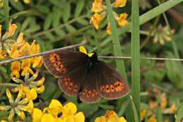 Image of Almond-eyed Ringlet