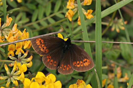 Image of Almond-eyed Ringlet