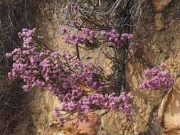 Image of Lachnaea montana Beyers