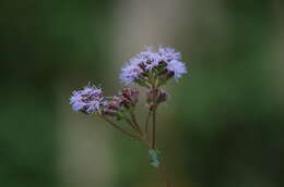 Image of Aristeguietia lamiifolia (Kunth) R. King & H. Rob.