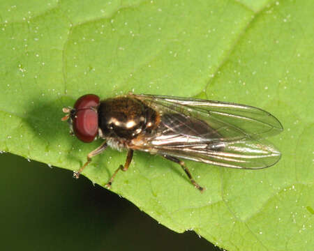 Image of Cheilosia pallipes (Loew 1863)