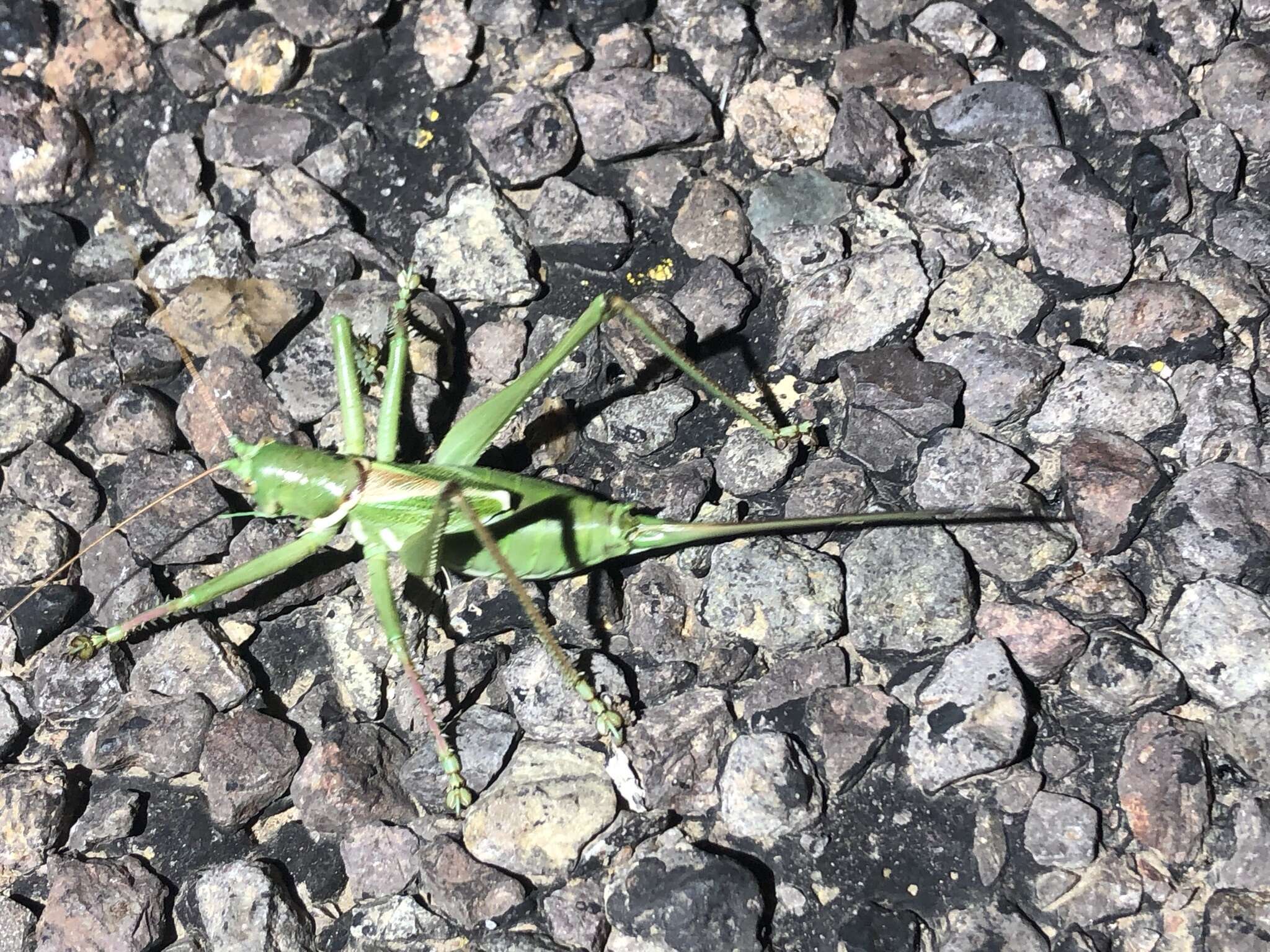 Image of Lesser Arid-land Katydid