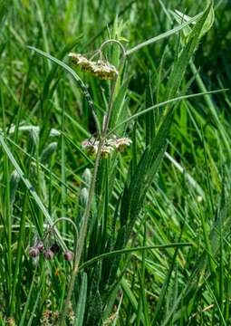 Image of Asclepias concinna (Schltr.) Schltr.