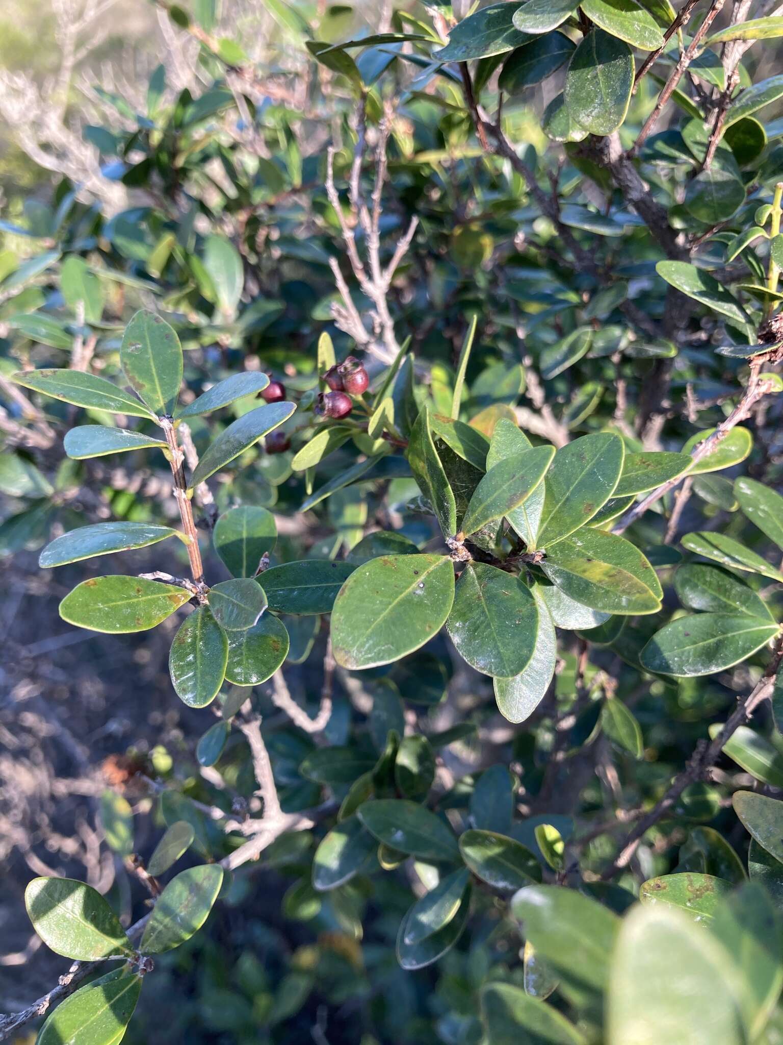 Image of Syzygium buxifolium Hook. & Arn.