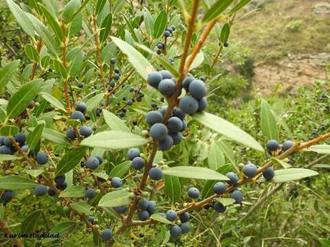 Image de Phillyrea latifolia L.