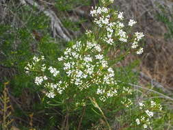 Image of Zieria laxiflora (Benth.) Domin