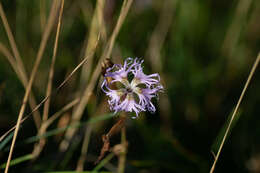 صورة Microbotryum superbum (Liro) Denchev, T. Giraud & M. E. Hood 2009