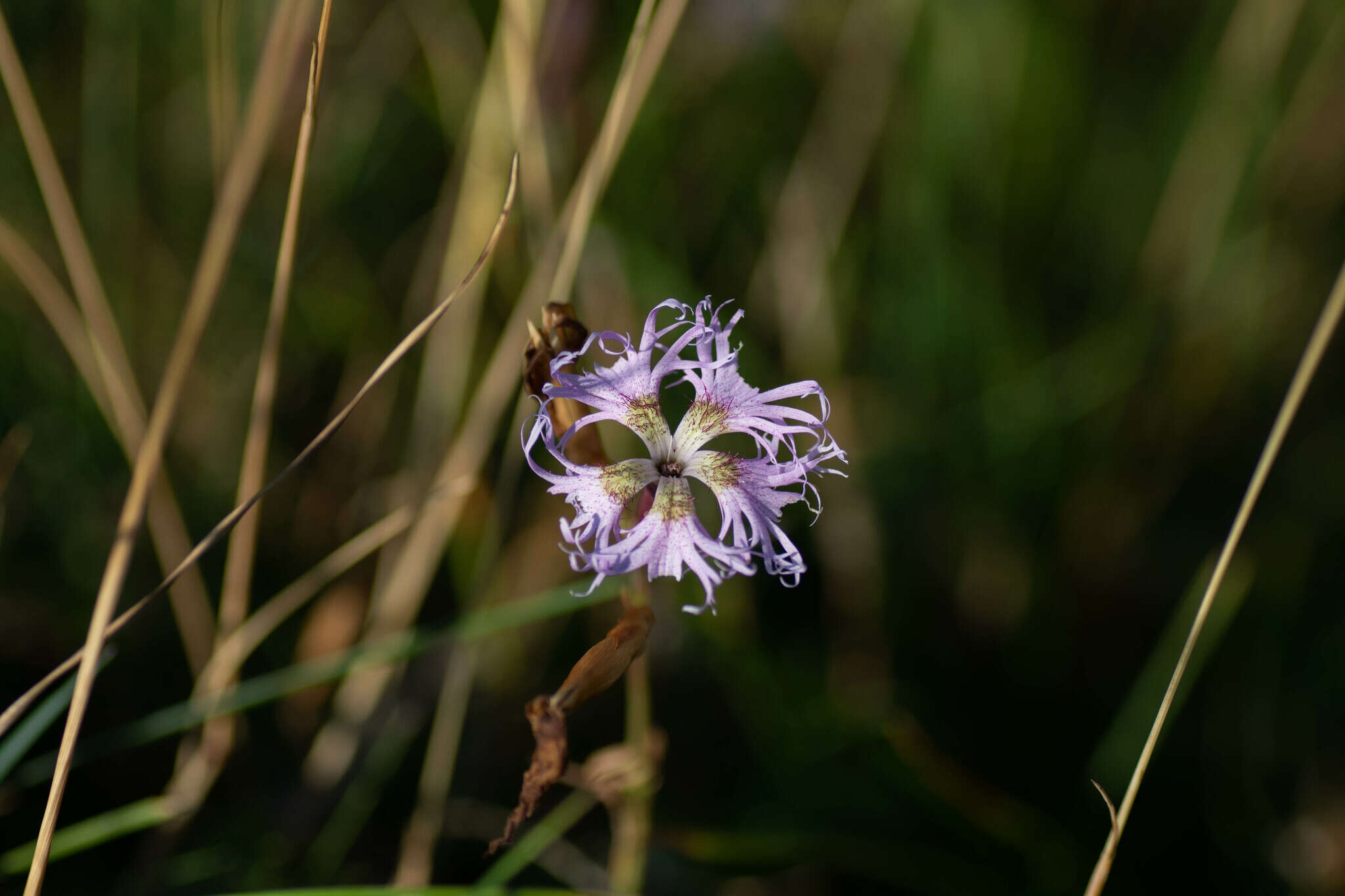 صورة Microbotryum superbum (Liro) Denchev, T. Giraud & M. E. Hood 2009