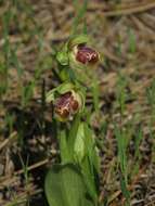 Image of Ophrys umbilicata subsp. flavomarginata (Renz) Faurh.