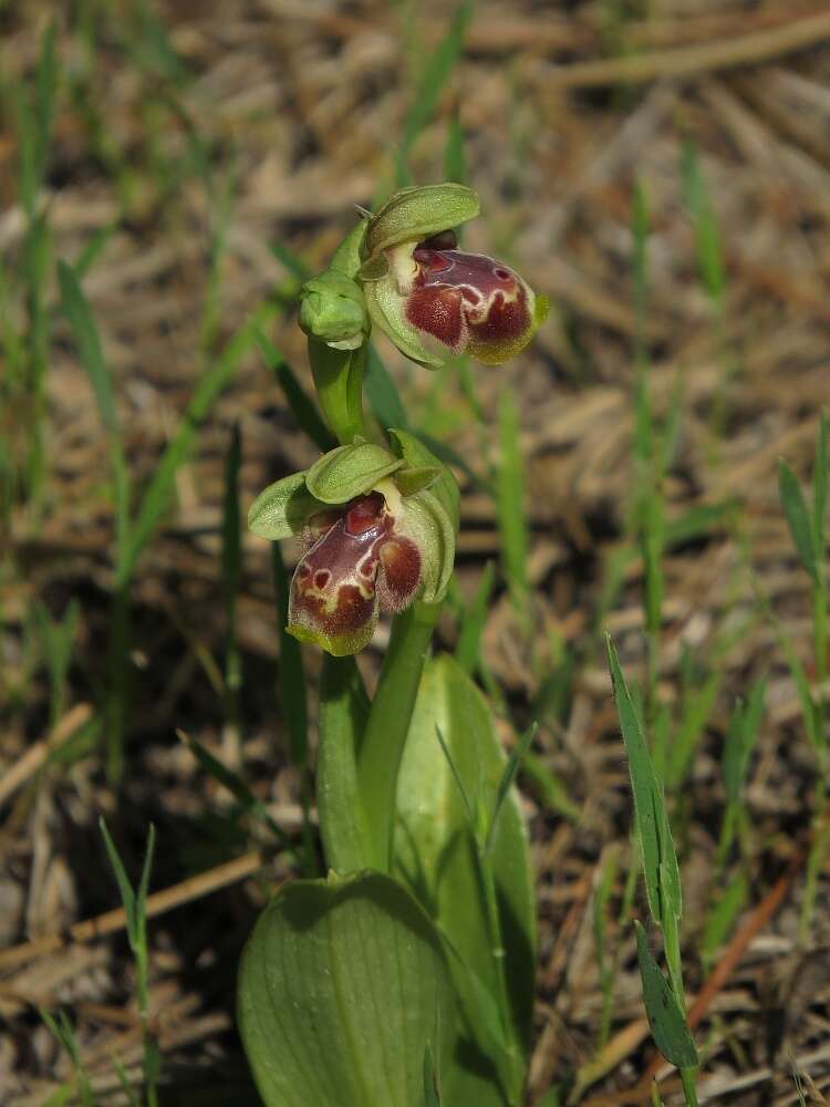 Image of Ophrys umbilicata subsp. flavomarginata (Renz) Faurh.