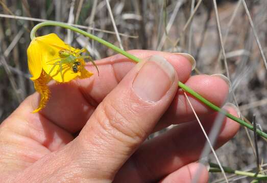 Image of Calochortus barbatus (Kunth) Painter