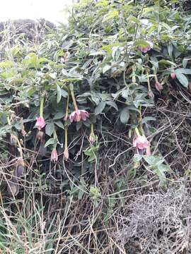 Imagem de Passiflora tripartita (A. Juss.) Poiret