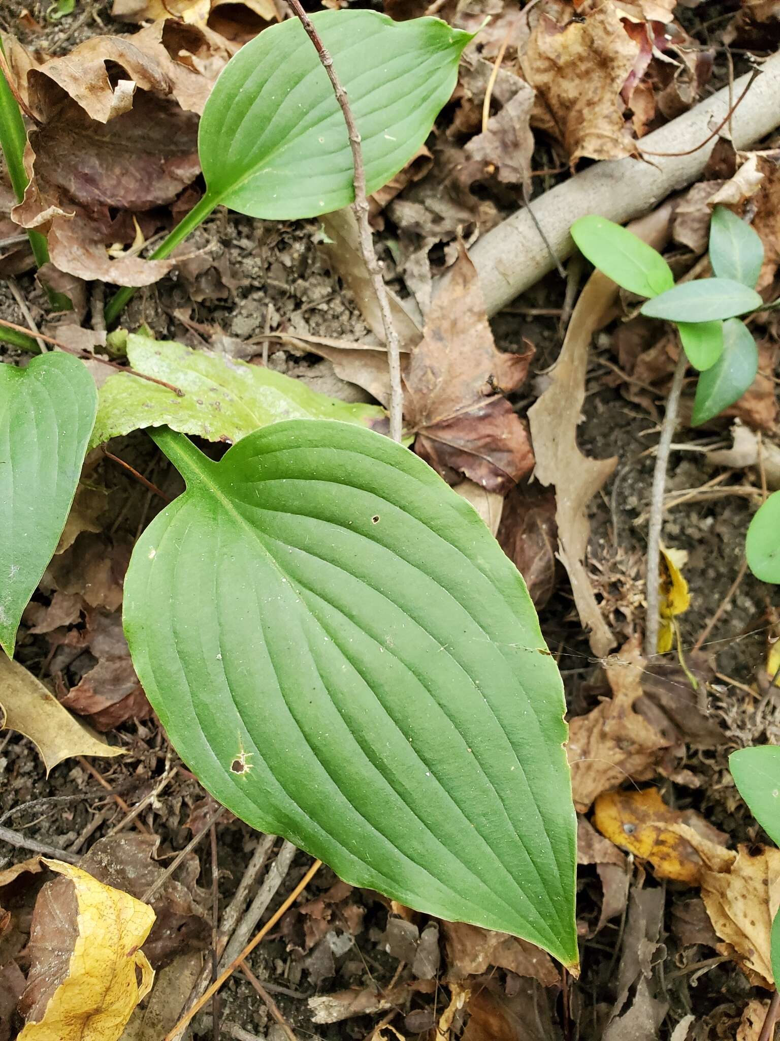 Imagem de Hosta ventricosa Stearn