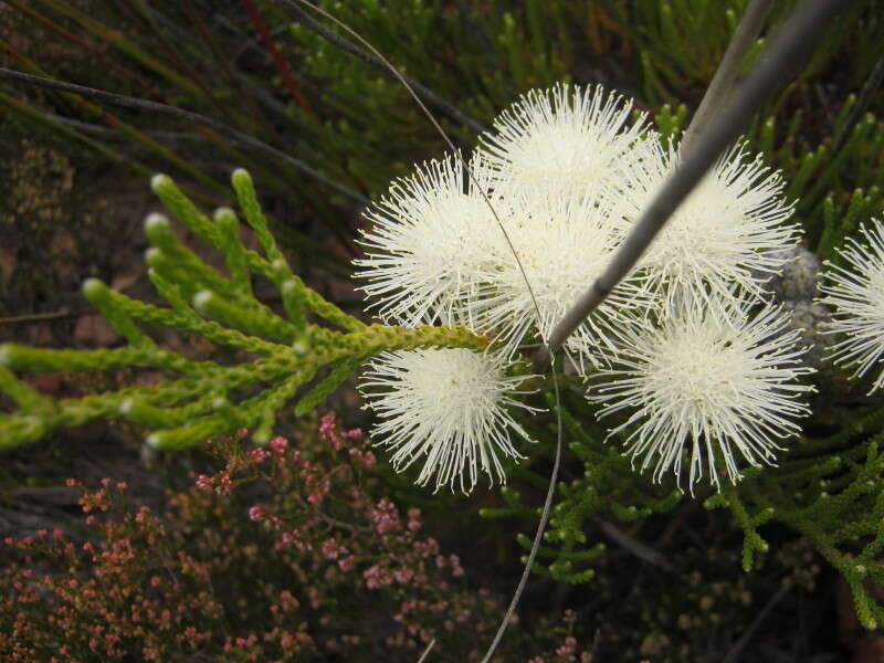 Image of Brunia noduliflora P Goldblatt & J. C. Manning