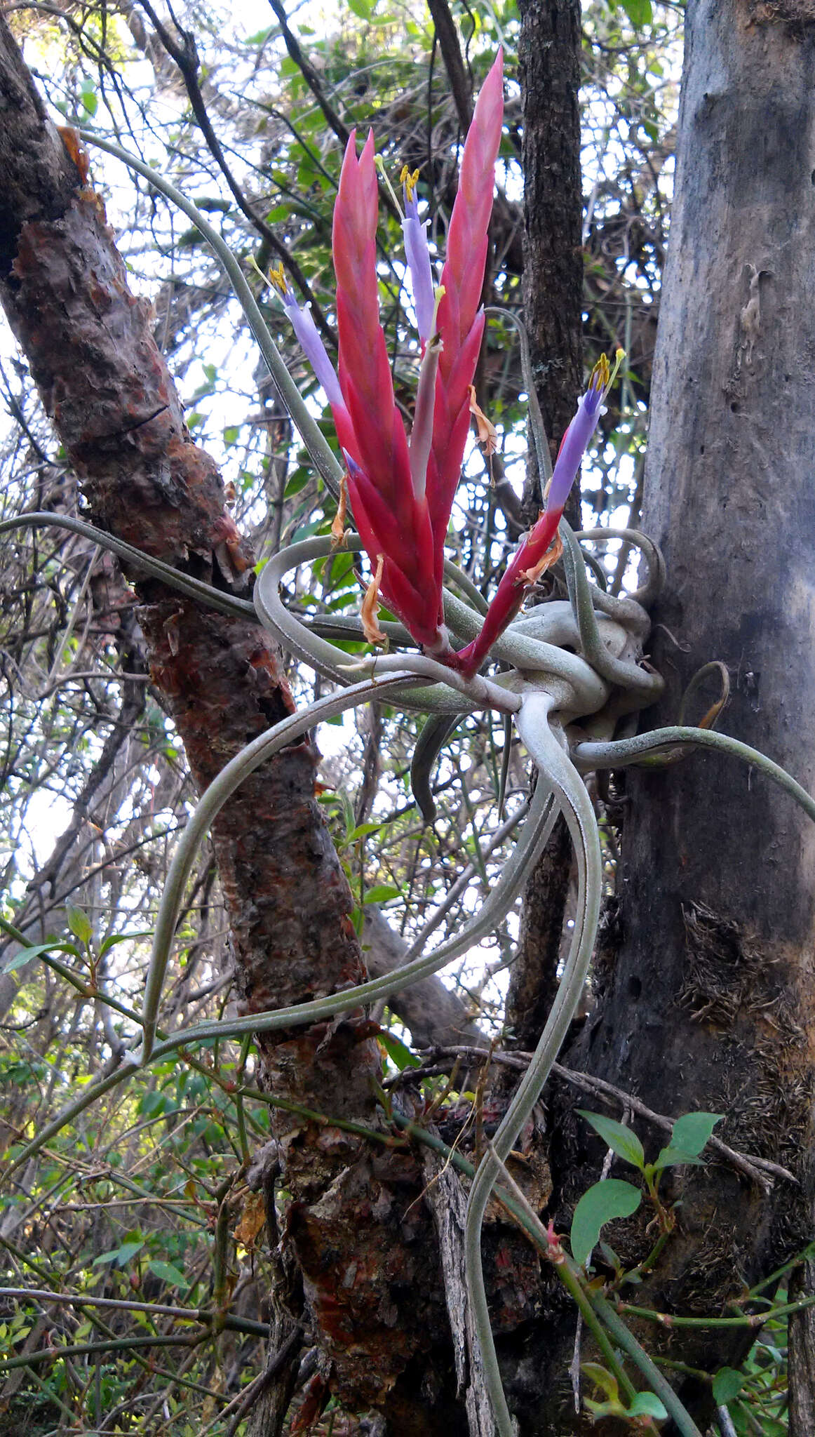 Image de Tillandsia caput-medusae É. Morren