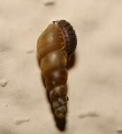 Image of Pillbug