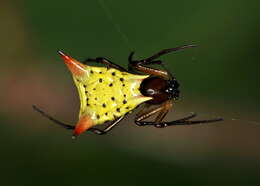 Imagem de Micrathena flaveola (Perty 1839)