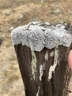 Image of California thelomma lichen