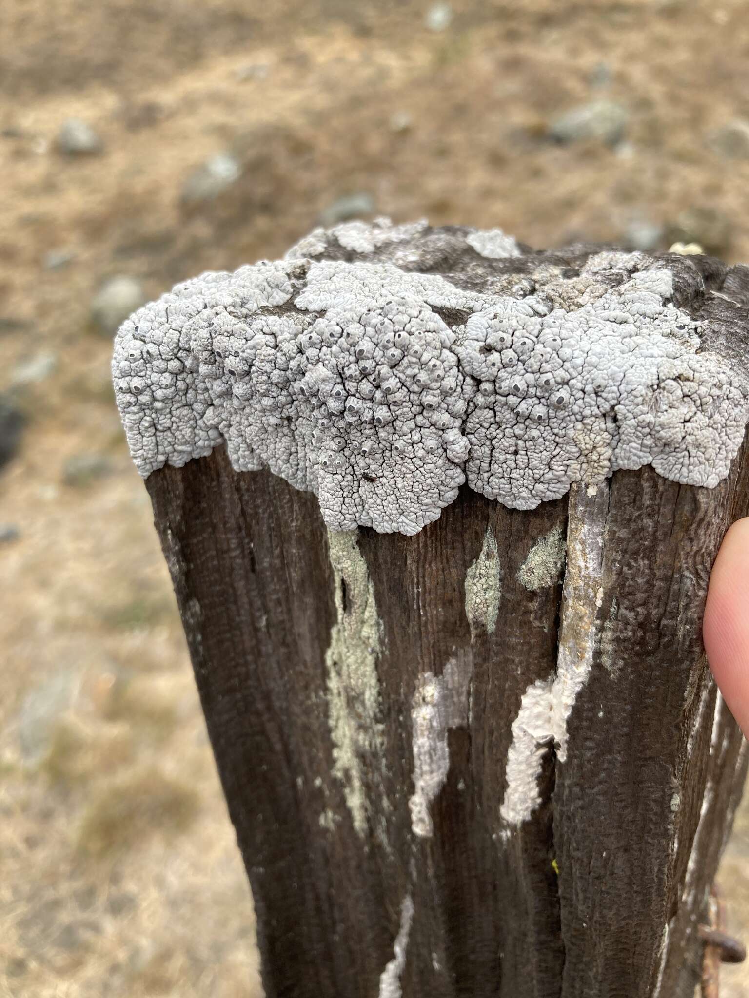 Image of California thelomma lichen