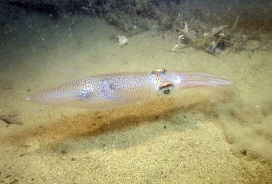 Слика од Alloteuthis media (Linnaeus 1758)