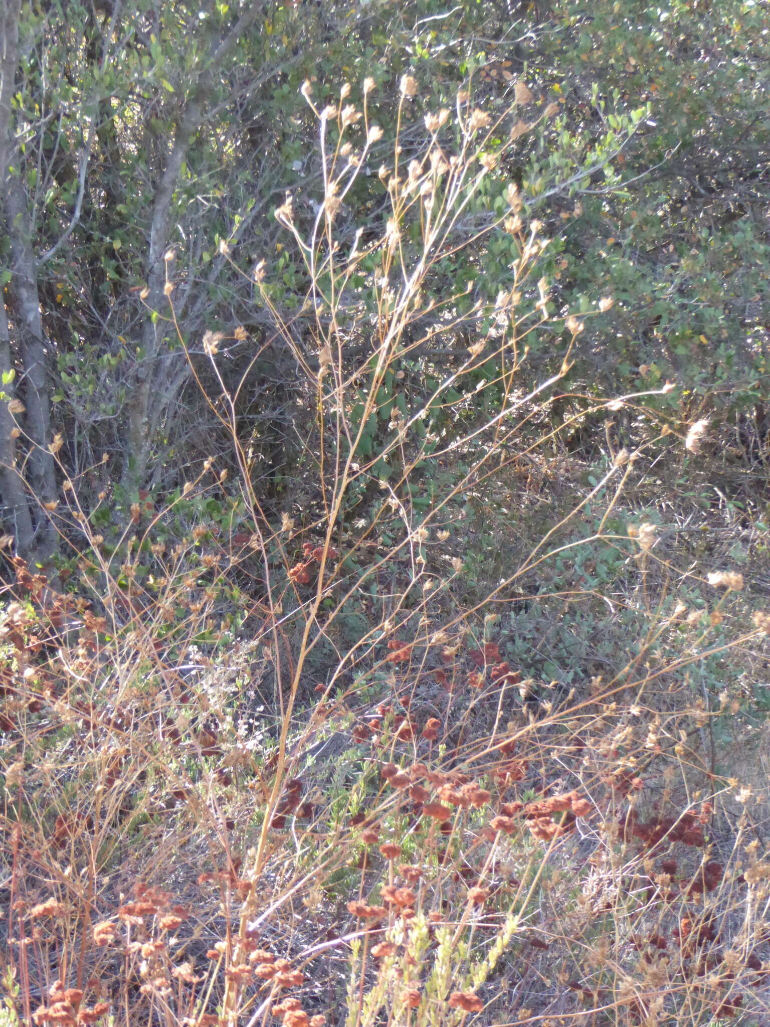 Image of stiffbranch bird's beak