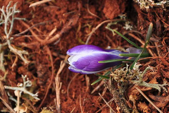 Image of Crocus tauricus (Trautv.) Puring