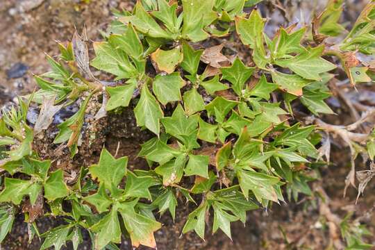 Image of Azorella spinosa (Ruiz & Pav.) Pers.