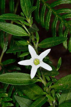 Image of Cyphanthera anthocercidea (F. Müll.) L. Haegi